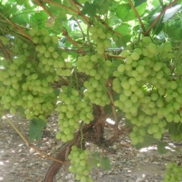 Avniv expect exceptional grapes