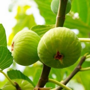 Israeli figs now available